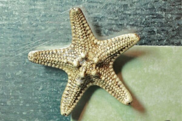 Home - Findingneverlandthemusical 18 2078830bb9149cb91e2b939308ddd90a