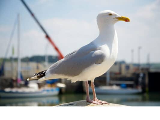 Home - Findingneverlandthemusical 12 434