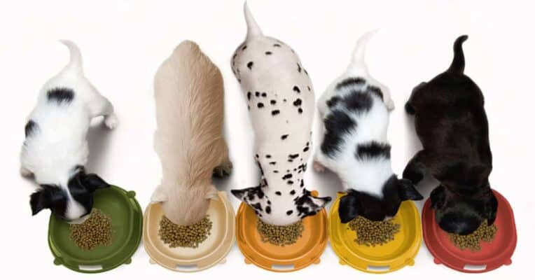 Home - Findingneverlandthemusical 8 Best Zesty Paws Recall