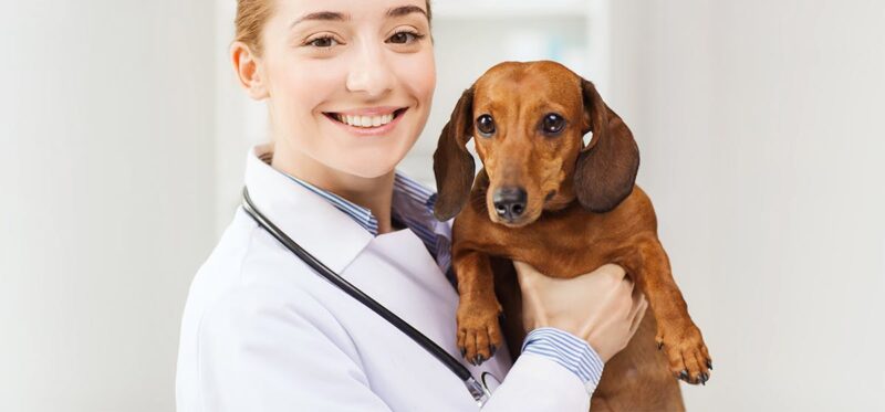 Home - Findingneverlandthemusical 6 can dogs live with a collapsed trachea intro