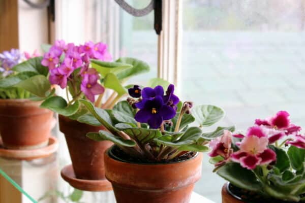 Home - Findingneverlandthemusical 16 how to bring an African violet back to life