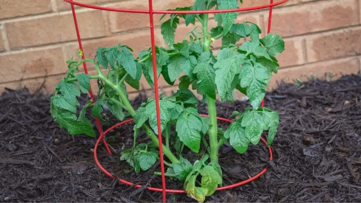 best tomato cage
