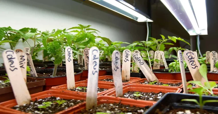 Home - Findingneverlandthemusical 20 Best T5 Grow Light