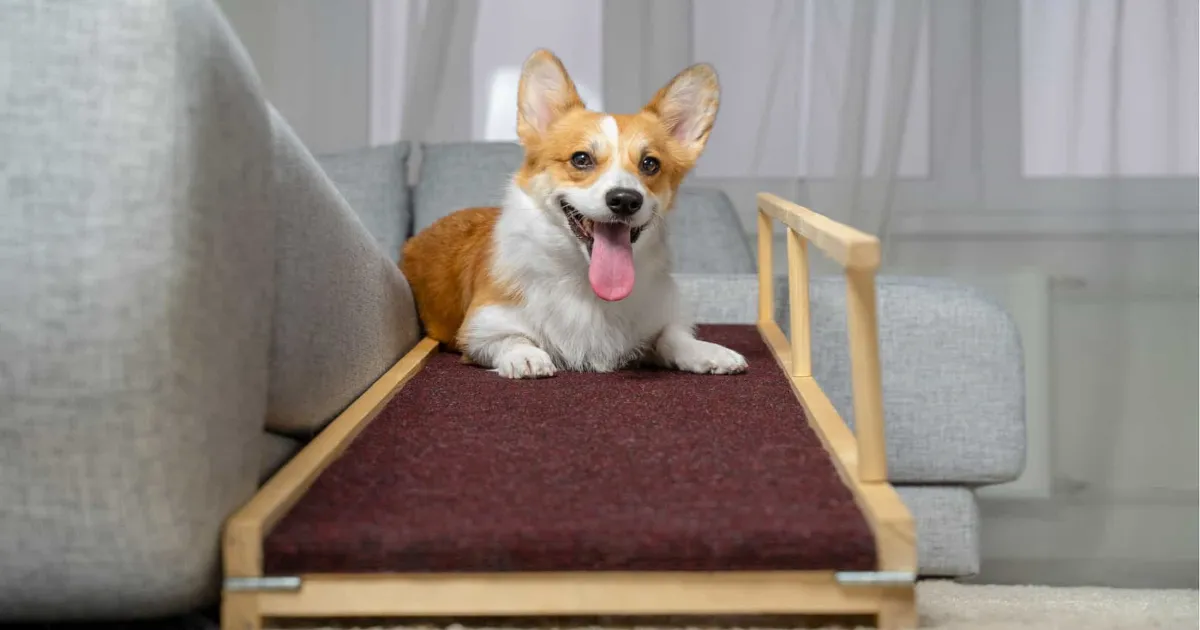 Best Dog Ramp For Bed: Which One Suits Your Dogs? 1 Best Dog Ramp For Bed