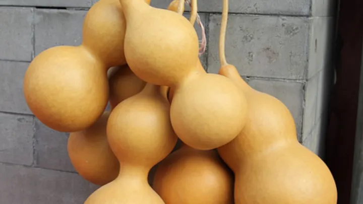 can you dry bottle gourds