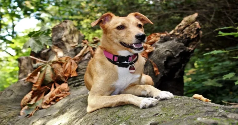 Home - Findingneverlandthemusical 7 best electric dog fence systems